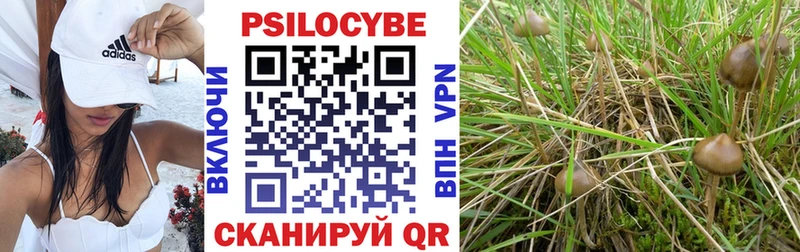 Галлюциногенные грибы Psilocybine cubensis  Купить  Высоцк 